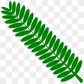 All Photo Png Clipart - Mimosa Leaf Png, Transparent Png - fern leaf png