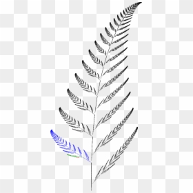 Barnsley Fern Funktion3 - Barnsley Kapradi, HD Png Download - fern leaf png
