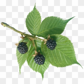 Blackberry, HD Png Download - fern leaf png