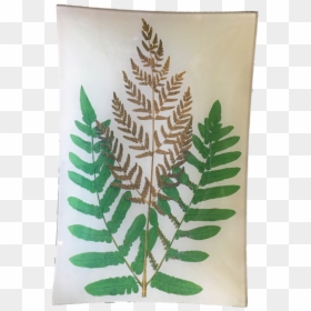 Osmunda Regalis, HD Png Download - fern leaf png