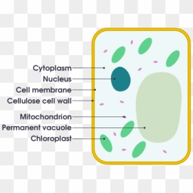 Basic Plant And Animal Cells, HD Png Download - plant cell png
