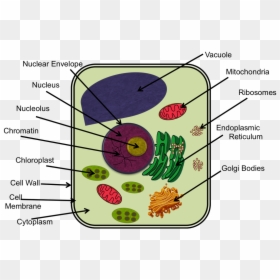 Plant Cell Diagram Ixl, HD Png Download - plant cell png