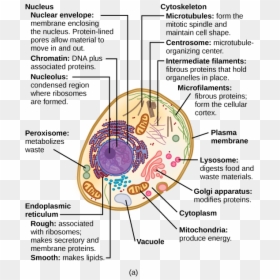 Structure Of A Typical Eukaryotic Cell, HD Png Download - plant cell png