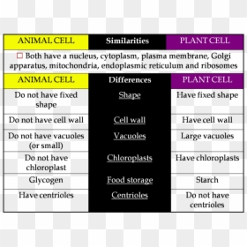Transparent Plant Cell Clipart - Similarities And Differences Of Animal And Plant Cell, HD Png Download - plant cell png