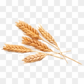 Thumb Image - Oat Png, Transparent Png - espigas png