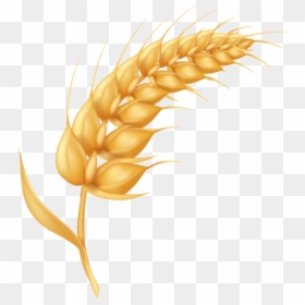 Wheat Cartoon Png, Transparent Png - espigas png