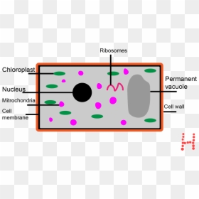 Circle, HD Png Download - plant cell png