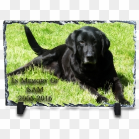 Black Labrador - 黑色 拉 布 拉 多, HD Png Download - black lab png