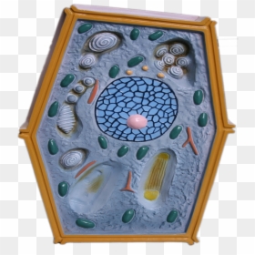 Plant Cell Model For Biology, Plant Cell Model For - Teaching Aids Biology, HD Png Download - plant cell png