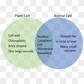 Transparent Animal Cell Png - Circle, Png Download - plant cell png
