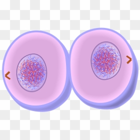 Cytokinesis Mitosis, HD Png Download - plant cell png