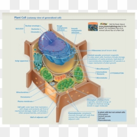 Animal Cell Vs Plant Cell Campbell Biology, HD Png Download - plant cell png