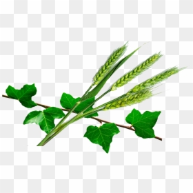 Trigo Hiedra - Plantas Medicinales Hiedra, HD Png Download - espigas png