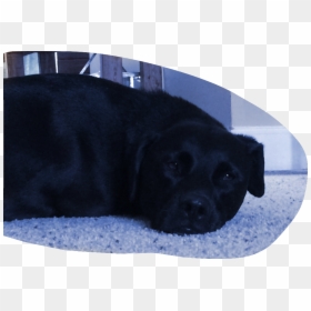 #blacklab #puppy #puppylove #puppylife #cute #freetoedit - Labrador Retriever, HD Png Download - black lab png