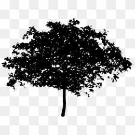 Transparent Magnolia Tree Silhouette, HD Png Download - shrub silhouette png