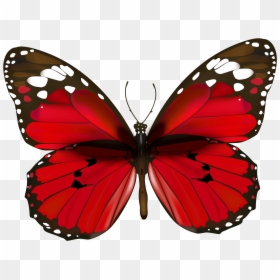 Red Butterfly Png Clipart - High Quality Butterfly Png, Transparent Png - cute butterfly png