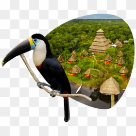 Amazon Rainforest Trip 1 Min, HD Png Download - forest animals png