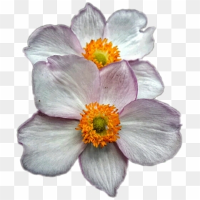 #floralart #white Petals - Japanese Anemone, HD Png Download - white petals png