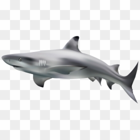 Drawing Shark Real - Transparent Background Shark Transparent, HD Png Download - shark clipart png