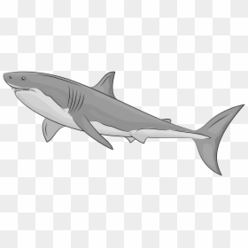 Great White Shark, HD Png Download - shark clipart png