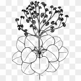 Line Art, HD Png Download - flower shape png