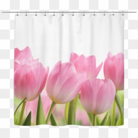 Shower Curtain Tulips, HD Png Download - curtain png