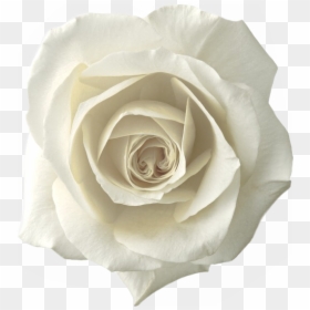 White Roses With Leaf, HD Png Download - white rose png