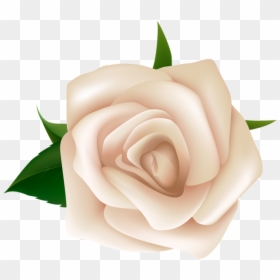 Clip Art White Rose Png, Transparent Png - white rose png