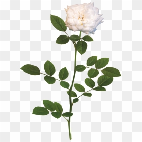 White Flower Rose Png, Transparent Png - white rose png