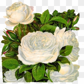 Clip Art Vintage White Roses, HD Png Download - white rose png