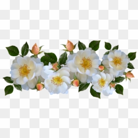White Rose .png, Transparent Png - white rose png