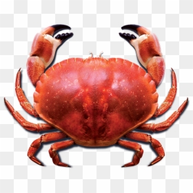 Cancer Cell Look Alike Crab, HD Png Download - crab png