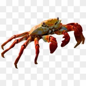 Crab Png, Transparent Png - crab png