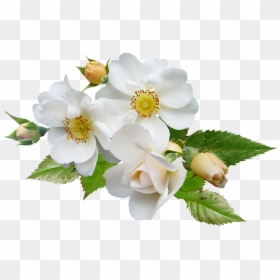 White Flowers Png, Transparent Png - white rose png