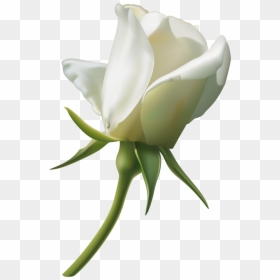 Clipart White Rose Flowers, HD Png Download - white rose png