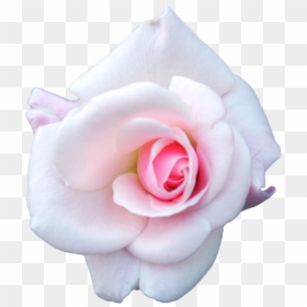 White And Pink Roses Transparent Background, HD Png Download - white rose png