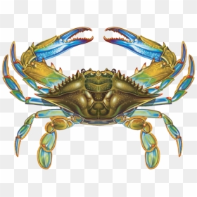 Blue Crab Vector, HD Png Download - crab png