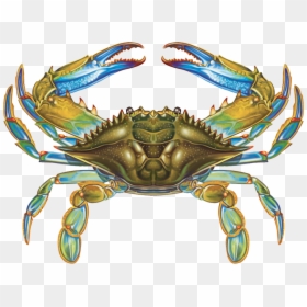 Blue Crab Vector, HD Png Download - crab png
