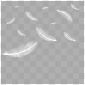 White Feathers Falling Png, Transparent Png - feathers png