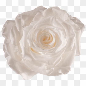 White Preserved Rose, HD Png Download - white rose png