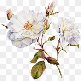 Flower Watercolor Drawing Png, Transparent Png - white rose png