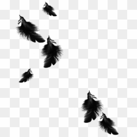 Black And White Feather Png, Transparent Png - feathers png