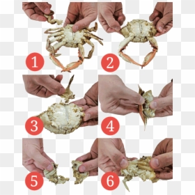 Eat Crab, HD Png Download - crab png