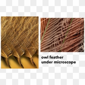 Feather Sem, HD Png Download - feathers png