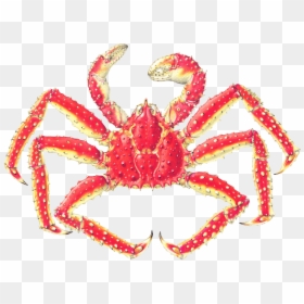Japanese Spider Crab Labeled, HD Png Download - crab png