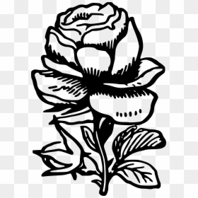 Rose Drawing In Png, Transparent Png - white rose png