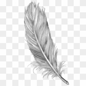 Feather Jpg, HD Png Download - feathers png