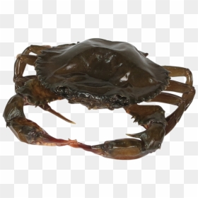 Soft Shell Crab Png, Transparent Png - crab png