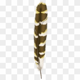 Перо, HD Png Download - feathers png