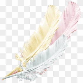Traditional Sport, HD Png Download - feathers png
